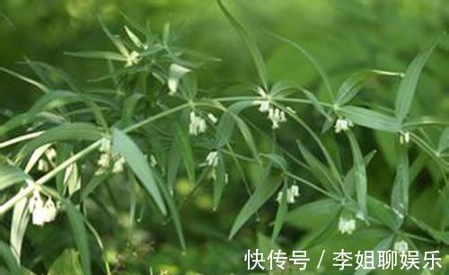 鸡头参|人参的兄弟农村到处都是,农民直接拿来生吃大补身体