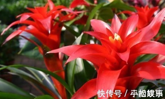 这“3种花”随便养一盆,“兴家”又“旺财”,过得好的人都养!