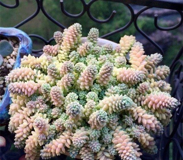 急性子养这6种“多肉”,长的快,状态美,半年就能长爆盆