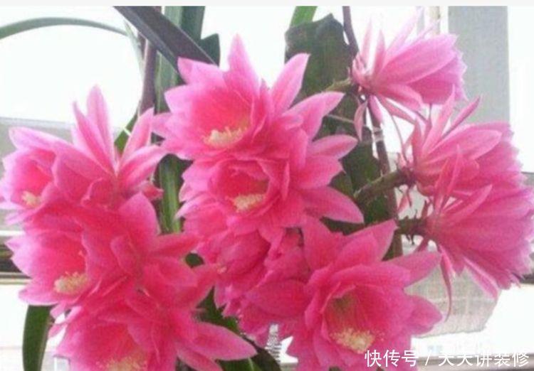 养花就养个花期长的,花大色艳,花朵粉嫩丰腴,绚丽夺目