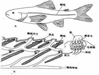 【鱼百科】鱼的基础知识，了解主要生理特征