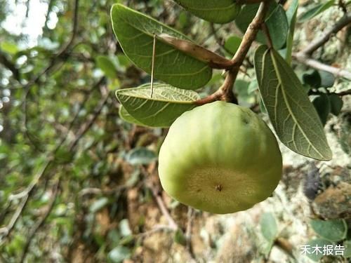 果实|若你家乡还有这种“馒头”,请珍惜,如今价值很高,种子可做凉粉