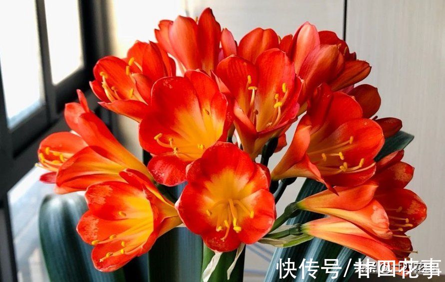 10月入手6种花，好养易活养得久，春节刚好开花，还能省一半钱