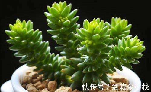 浇水|这五种和松有关系的多肉植物,不是松却有松的风姿