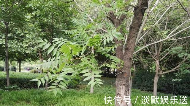 叶片|这野草带刺,牲畜见到绕着走,叶片晒晒能做肥皂