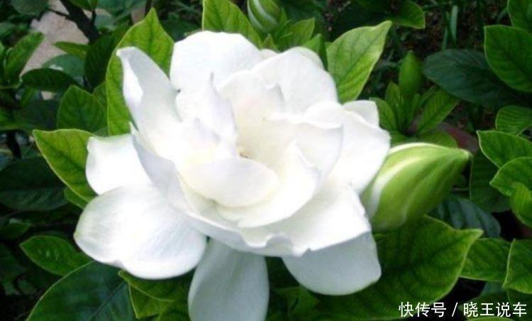 芍药花|5种花颜值超高的,开花爆盆很简单,满树都是花朵,花量超大的