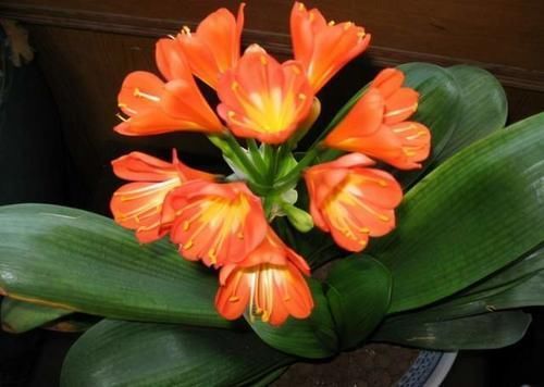 5种花平时怕太阳晒,而到了冬天刚好相反,要多晒太阳