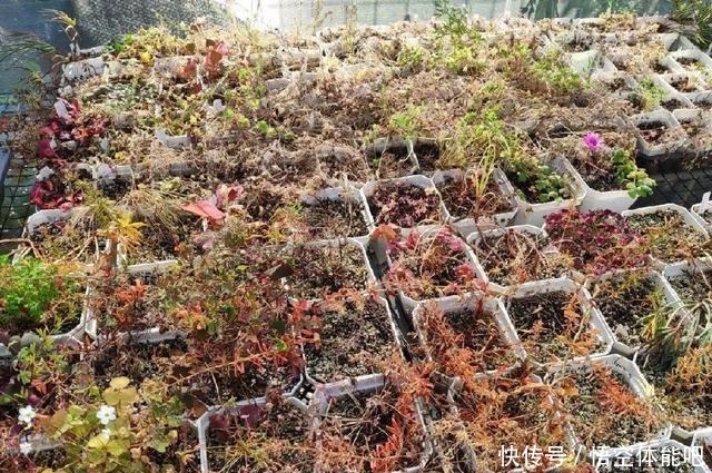 花一变这样,就是休眠了,赶紧换个地方养!花一变这样,就是休眠了,赶紧换个地方养!