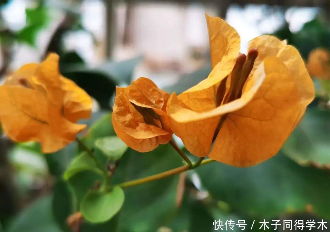 马上进入花期的花,10天一次肥,下个月就开花