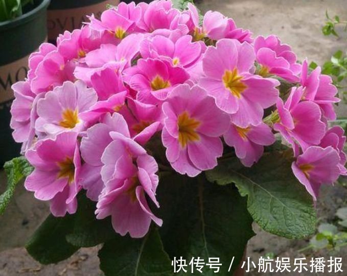 家养此款花卉,开花勤爱爆盆,好养又漂亮,随便一养成花海