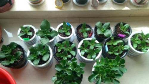 修剪掉的长寿花枝叶该不该扔，怎么处理好？