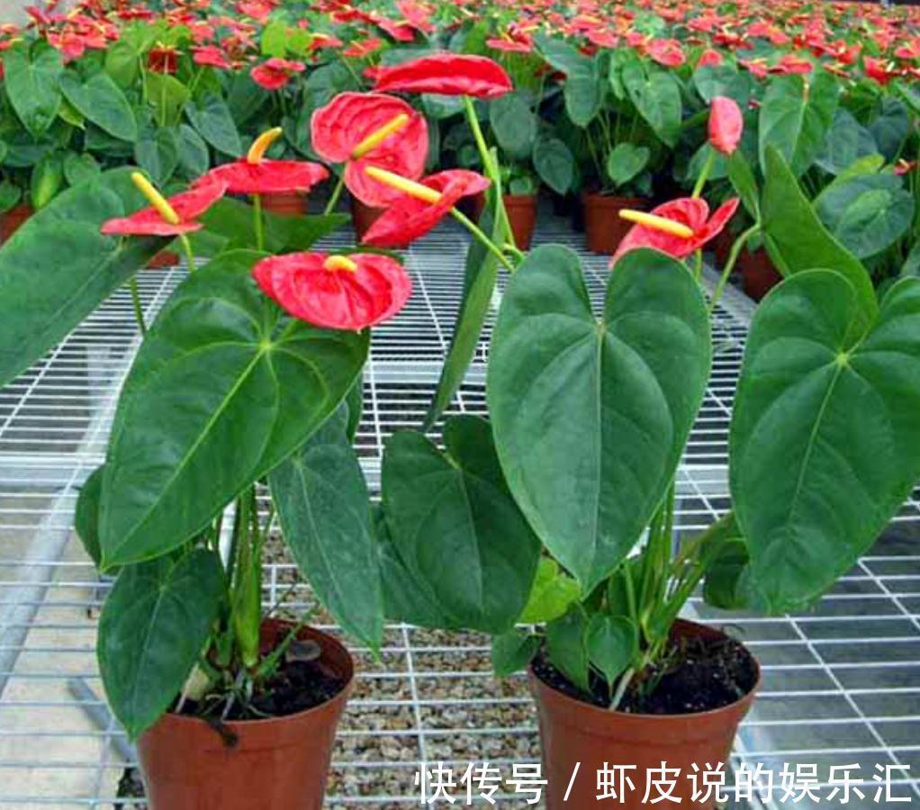 红掌只长叶不开花,新叶长出做好这两点,一叶一花更旺盛