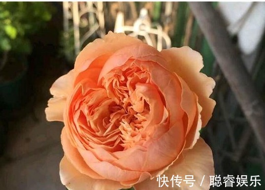 3种月季花,耐热又抗病,夏季湿热的地方也可以养,开花多还漂亮