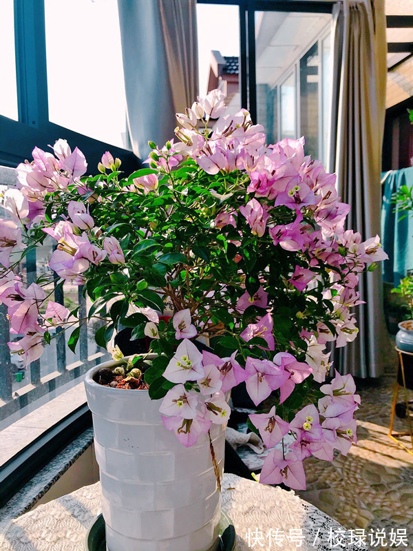 长寿花|八种花期超长的植物,个个花期半年以上,观赏价值高,室内也能养