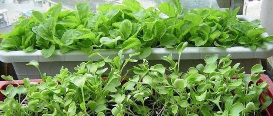 阳台上最容易种植的“4种蔬菜”生长得快,浇水就行了
