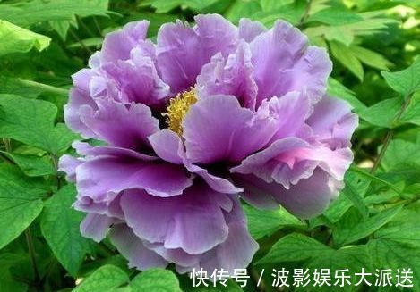 喜欢养菊,就试试“精品菊花”秋英,花开巧克力香味,华贵典雅!