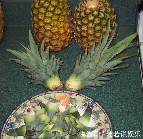 吃完的“菠萝头”不要扔,这样切一刀,扔水里,就能长叶结果