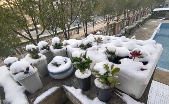 多肉冻伤了吗?一夜之间,全网大面积冻伤,只剩花盆,真悲惨