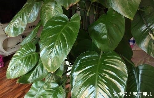 水里加点它,用来养绿萝、君子兰,叶片比打了蜡还要油亮有光泽!