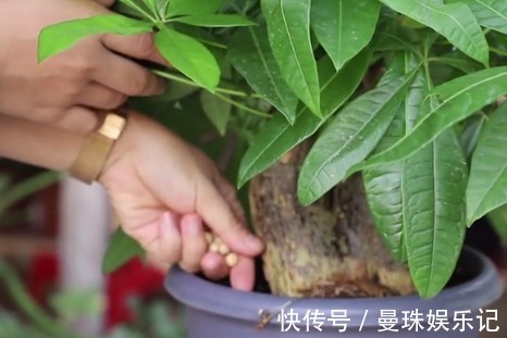 盆里埋2粒黄豆,叶子绿得能滴油,半年不用施肥!