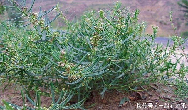 幼果|此野果乡下小孩都吃过，如今68元供不应求，真的有这么好