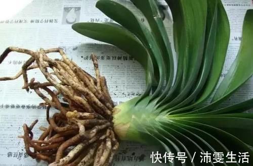 杜鹃|花盆太深真要命,长寿君子兰养1盆死1盆,赶紧换!