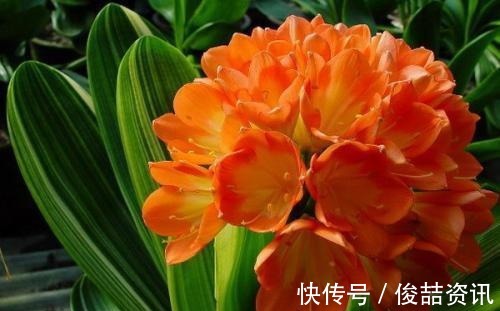 会养花的人,就养2种花,镇宅好寓意,是家庭盆栽佳品!