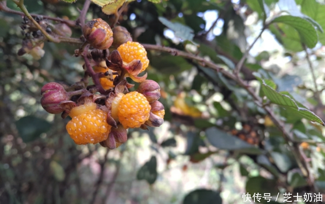 路边见到此“金果”,顺手摘回家,对健康有好处,来了解下