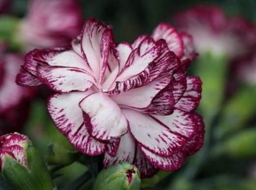 牡丹|养盆康乃馨,10天一口“花激素”,花大、颜色亮,美过“大牡丹”