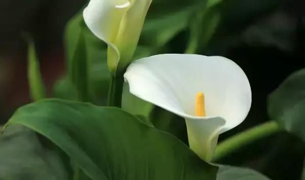  佳品|最优秀的3种花，好看又好养，种植容易，是盆栽佳品，室内也能养