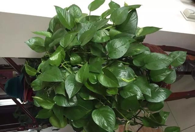 卧室养7种“植物”，放一盆，空气好，睡眠好，好养漂亮长爆盆