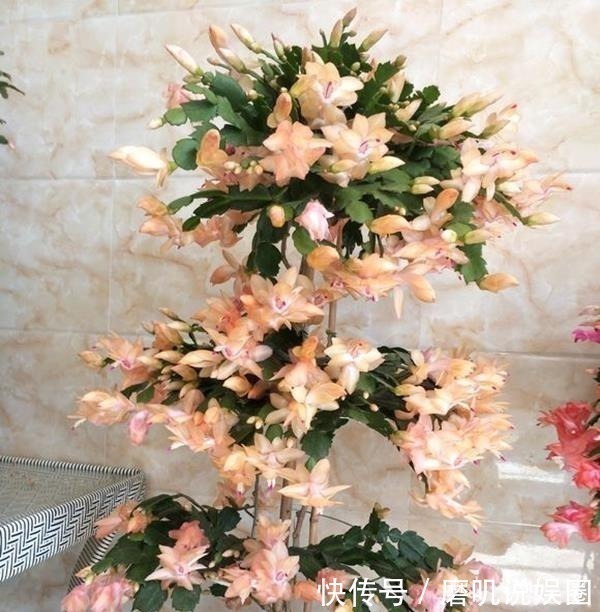 养花|什么生根水、生根粉，通通都比不上这种油！盆里倒一点，花草疯长