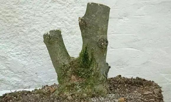 看到这些盆景以前的样子,我也是服了