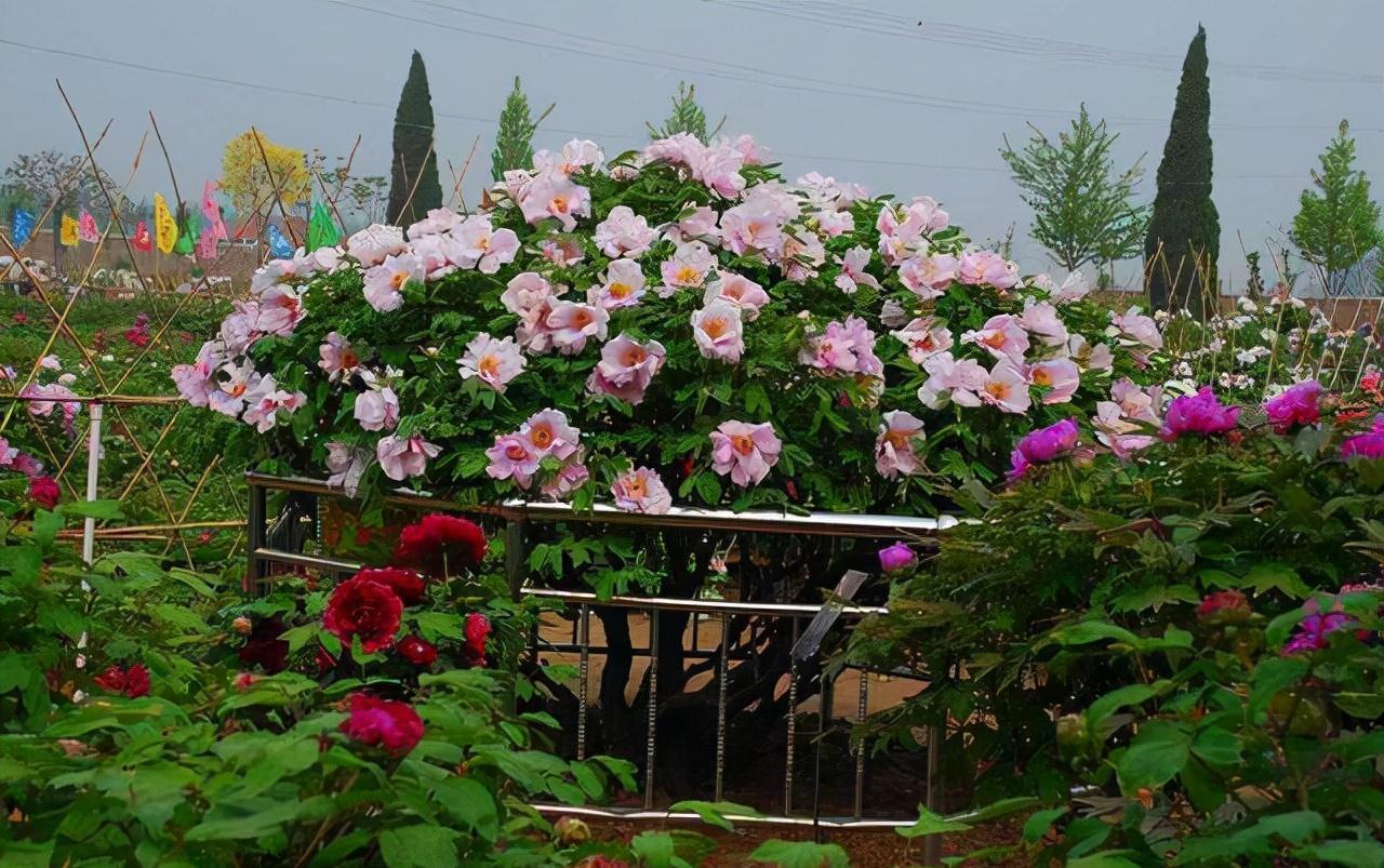 老桩|6种富贵花,全都“寿命长”,轻松养成老桩,越大越“旺家”