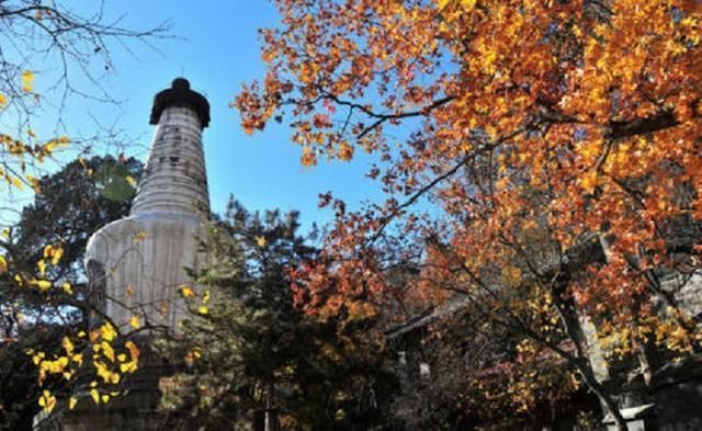 红豆树|我国8大千年古树,最老的一棵已有4000年历史,世所罕见