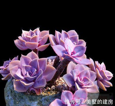 养多肉紫珍珠,教你3个小技巧,养成漂亮老桩,时间缩短2倍!