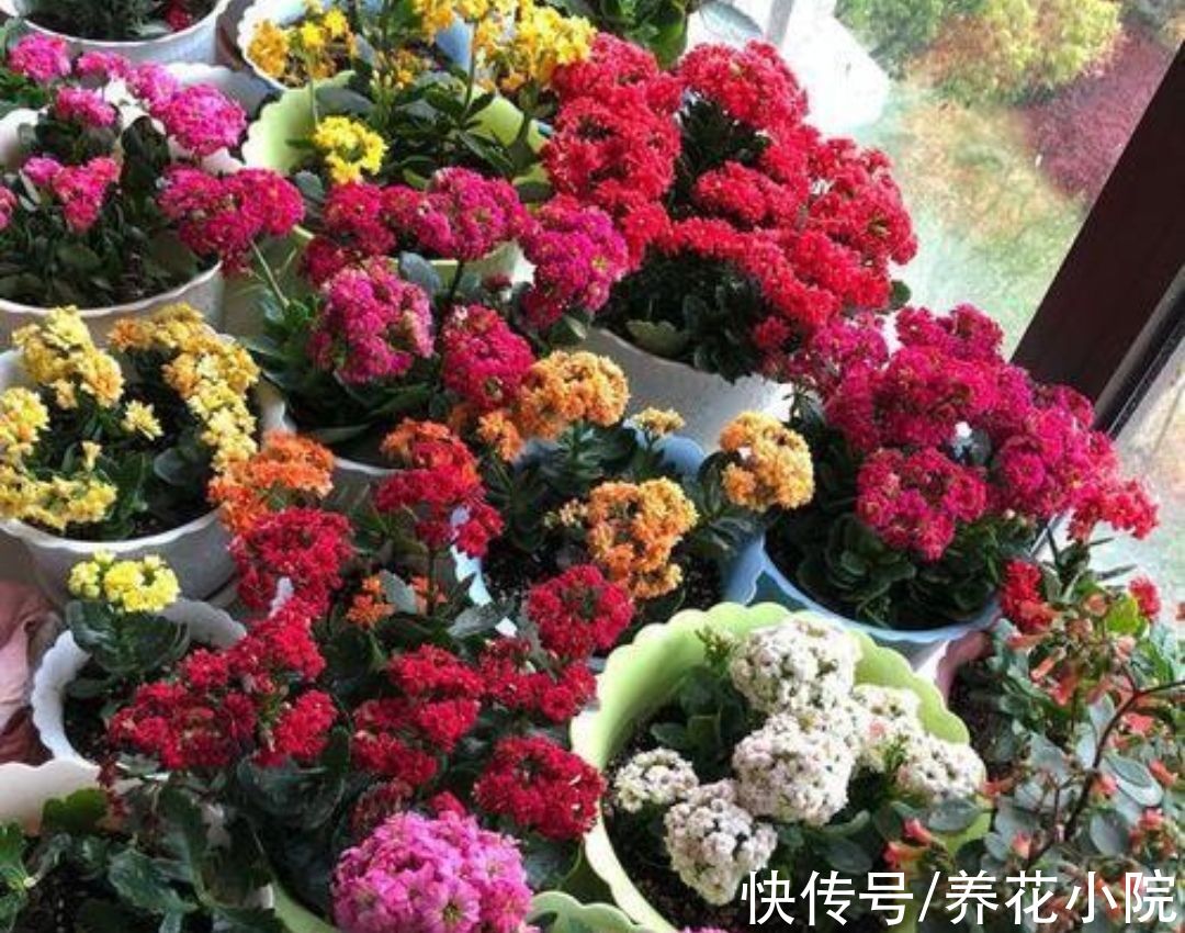 大花团|养长寿花，补上1种“促花肥”，花期开出成大花球