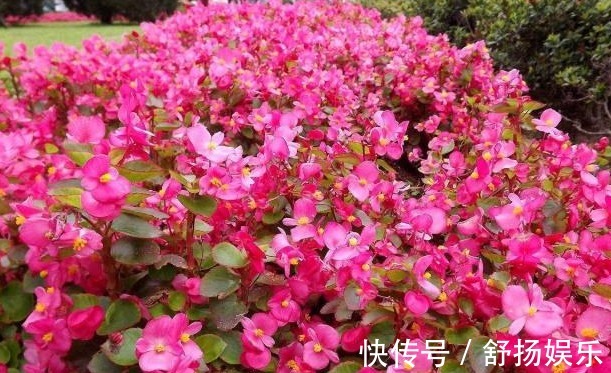 阳台养花,只要避免这些问题,花养出来旺盛,开花多,要收好