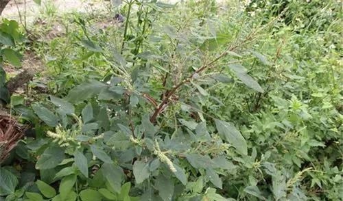 食用禁忌|曾在田边常见,嫩叶能当菜吃,如今价值颇高,老农爱挖根煲汤