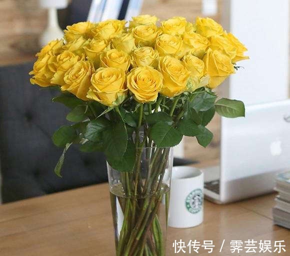 花花|喜欢玫瑰,就养盆“高档玫瑰”金香玉玫瑰,花开金灿灿,格外养眼