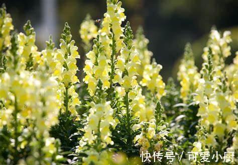 养花试试这几款,气味醇厚而不浑浊,是一种极好的天然香料