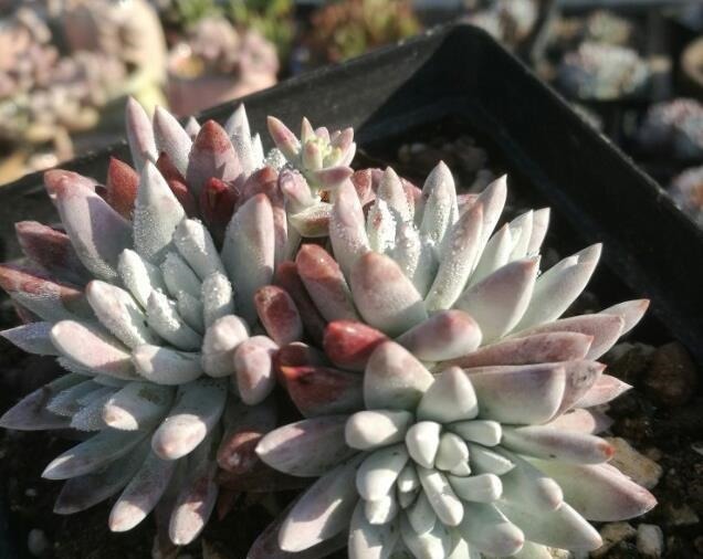 多肉植物浇水、淋雨过多该怎么处理做好几步,多肉不会黑腐