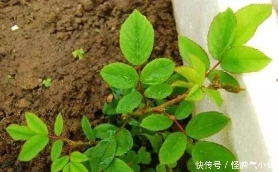 塑料袋太多,很烦人?别烦,用它来养花,养1盆旺1盆,真的很好