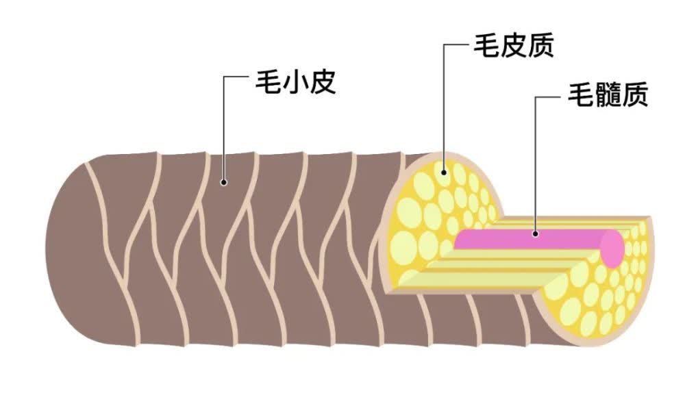 头发自然干和吹干，哪个更好？很多人都搞错了