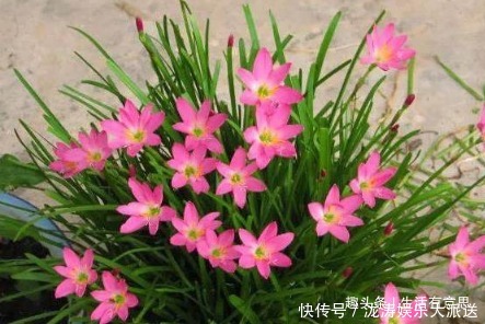 鳞茎|此花,人称“不死花”,耐寒耐高温!教你几招,3年开花,花开3年