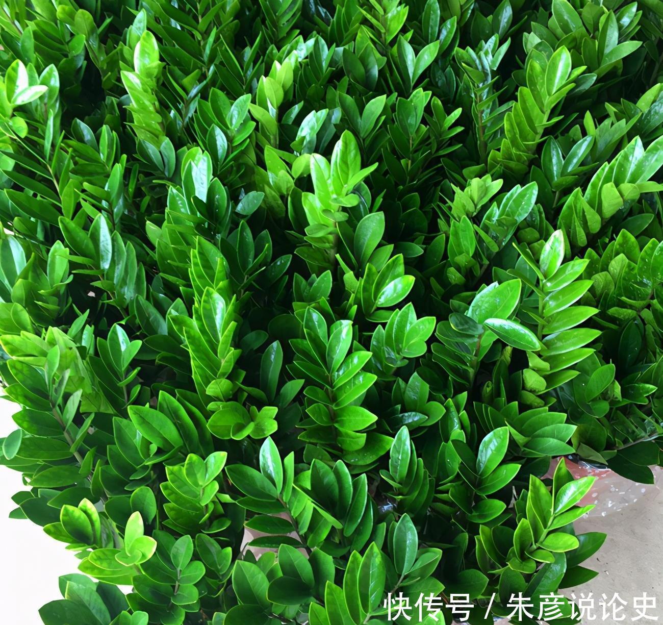 6种寓意好的植物,各有特色,你喜欢哪个?