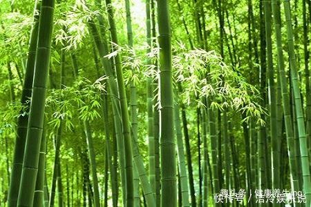 竹林|喜欢养花,不如庭院养片竹林,淡雅清新,沁人心脾,高风亮节