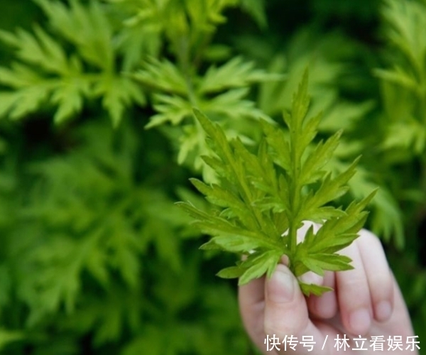 农村俗语“家有三年艾,郎中不用来”,原来艾叶功效这么厉害!
