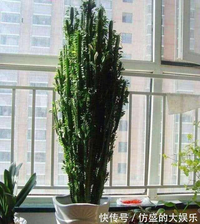 8种“吉利花”,要用“穷养法”,小盆养老桩,富贵又旺家