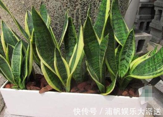 健康有益|卫生间闻着臭臭的该怎么办盆栽它们,教你告别消毒水、清新剂